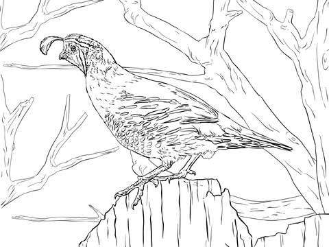 Realistic California Quail Coloring Page